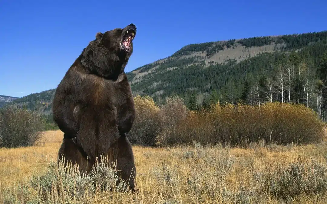 Woman Stops Deadly Grizzly Attack With Tiny .25 Caliber Pistol
