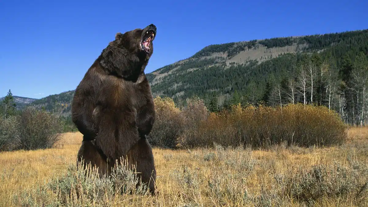 Woman Stops Deadly Grizzly Attack